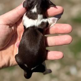 Boy 3 - Chocolate male Dachshund puppy in London, Kentucky from Steele Half Acre Homestead