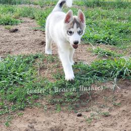 Bandit - Green Collar - Gray and white Siberian Husky puppy in Tomahawk, Wisconsin from Lunter's Heaven Huskies