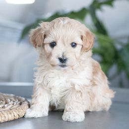 Maltipoo, Shichon, and Shihpoo Puppies from Timbercreek Puppies