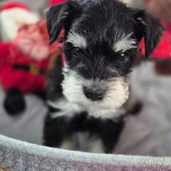 Patty - Black and silver female Miniature Schnauzer puppy in Fountain City, Indiana from Bearded Dynasty Schnauzers