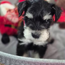Patty - Black and silver female Miniature Schnauzer puppy in Fountain City, Indiana from Bearded Dynasty Schnauzers