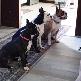 Boston Terrier Puppies from Christy's Boston Butts