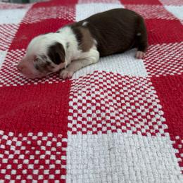 Butterfinger - Red merle male Australian Shepherd puppy in Laotto, Indiana from Circle B working Aussies
