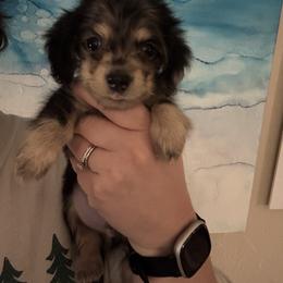 Forky - Dapple male Dachshund puppy in Guthrie, Oklahoma from Kingdom Mini Dashchunds