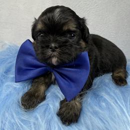 King Magnus - Black and tan male Shih Tzu puppy in Columbia, Kentucky from Lisa Bandy Luxe Shih Tzu