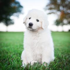 Border Collie, Bordoodle, and Maremma Sheepdog Puppies from 2J 2K Border Collies