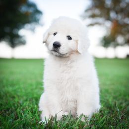 Border Collie, Bordoodle, and Maremma Sheepdog Puppies from 2J 2K Border Collies