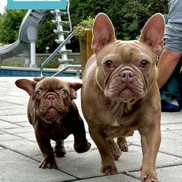French Bulldog Puppies from The French Bulldog Company LLC