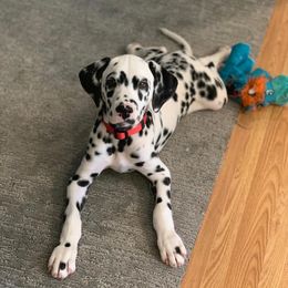 Dalmatians from Solomon’s Dalmatians of South Georgia