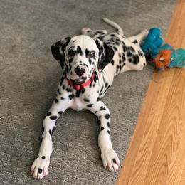 Dalmatians from Solomon’s Dalmatians of South Georgia