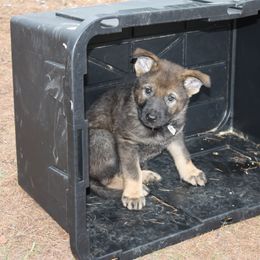 German Shepherd Puppies from Thornock Shepherds