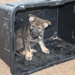 German Shepherd Puppies from Thornock Shepherds