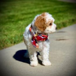 Cavachon, Cavalier King Charles Spaniel, and Cavapoo Puppies from Cavachon Love