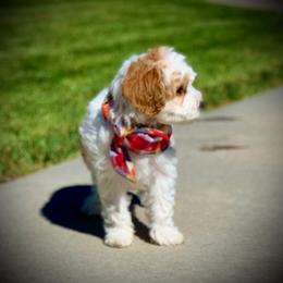Cavachon, Cavalier King Charles Spaniel, and Cavapoo Puppies from Cavachon Love