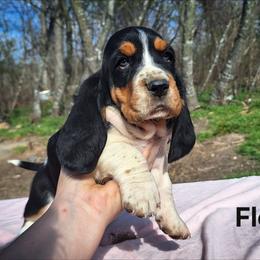 Flora - Black brown and white female Basset Hound puppy in Mack's Creek, Missouri from Mack's Creek Basset Hounds