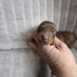 Chocolate based red female - Red female Dachshund puppy in Pueblo, Colorado from HotDachs