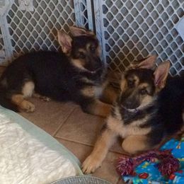 German Shepherd Puppies from Owl Grove German Dogs