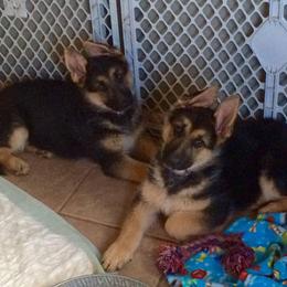 German Shepherd Puppies from Owl Grove German Dogs