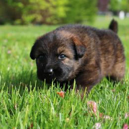 German Shepherd Puppies from Wurdevoll Kennels