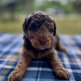 Bosco - Brown merle male Aussiedoodle puppy in Liberty, Texas from Poodles and Doodles Most Excellent Adventures