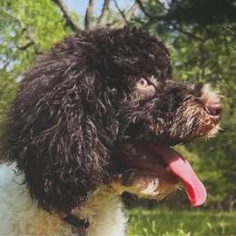 Cookie - Cockapoo