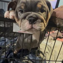 Bulldog Puppies from Bullevardier Bulldogs