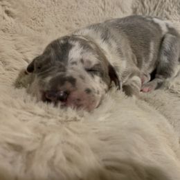 Merle - Merle male Great Dane puppy in Somerset, Ohio from Quarter Creek Danes
