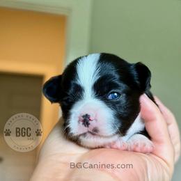 Jack - Black and white male Chihuahua puppy in Forsyth, Georgia from Brooks Grove Canines LLC