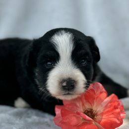 Scottish Terrier and Toy Australian Shepherd Puppies from Pecan Creek