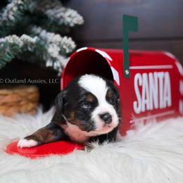 Pine - BTM - Black tri male Toy Australian Shepherd puppy in Oklahoma City, Oklahoma from Outland Toy & Mini Aussies