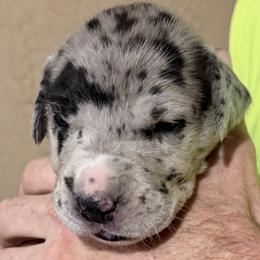 Pepper - Merle female Great Dane puppy in Ottumwa, Iowa from Robin's Great Danes