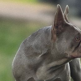 Legacy - French Bulldog