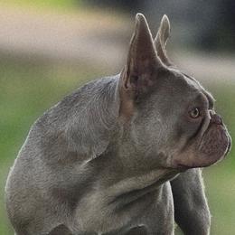 Legacy - French Bulldog