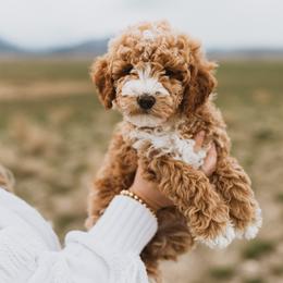 Bernedoodle, Boxer, Goldendoodle, Havapoo, and Poodle Puppies from Lady Paws Puppies