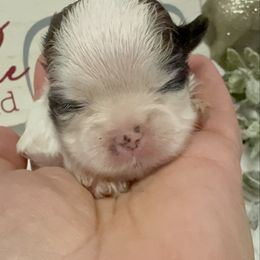 Adeline - Tricolor female Shih Tzu puppy in Ross County, Ohio from Ashville Shih Tzu Chalet