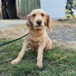 Macy - Goldendoodle