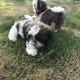 Shih Tzu Puppies from Willow Lane Shih Tzus