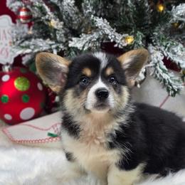 Tornado - Black and tan male Pembroke Welsh Corgi puppy in Charleston, Arkansas from Hilltop Corgis
