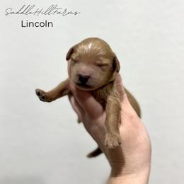 Lincoln - Apricot male Goldendoodle puppy in Rienzi, Mississippi from Saddle Hill Farms