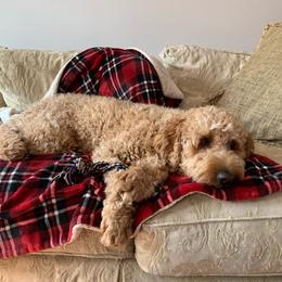 Goldendoodle All Grown Up from Goldenvalley Doodles