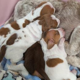 Dachshund Puppies from Ferrario Dachshunds