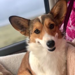 Olivia - Labrador Retriever