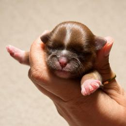 Noelle - Red and white female Shih Tzu puppy in Trinity, North Carolina from Trinity Shih Tzu