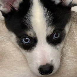 Pomskies and Siberian Huskies from Blue Mini Wolfz Kennel