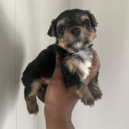 Nova - Black and tan female Yorkipoo puppy in Gastonia, North Carolina from Precious pups dynasty kennel