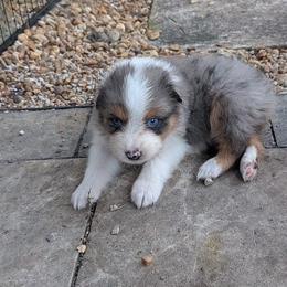 Dave - Blue merle male Australian Shepherd puppy in Fort Lauderdale, Florida from Burning Heart Aussies