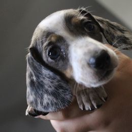 Apple - Dapple female Dachshund puppy in Mesa, Arizona from Slade Dachshund