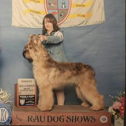 Bob - Briard