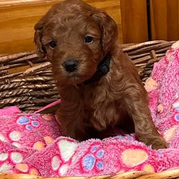Bridget - Red  female Goldendoodle puppy in Conklin, Michigan from Lake Michigan Couture Cavapoos & Cockapoos
