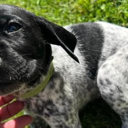 German Shorthaired Pointers from J & R’s Elite German Shorthaired Pointers